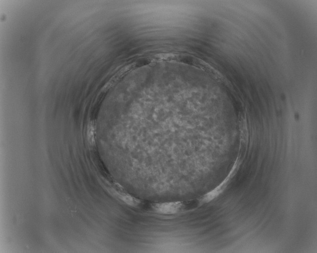 X0000072540191200608041632