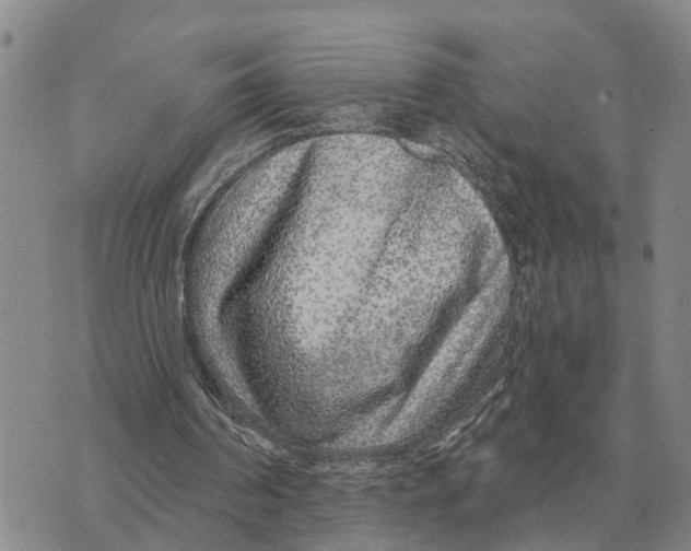 X0000072540194200608041631