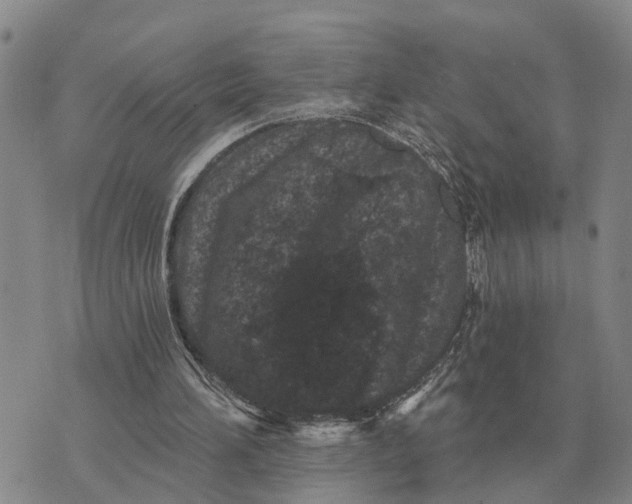 X0000072540196200608041631