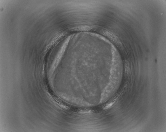 X0000072540206200608041631