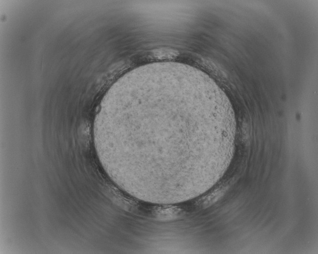 X0000072540321200608041629