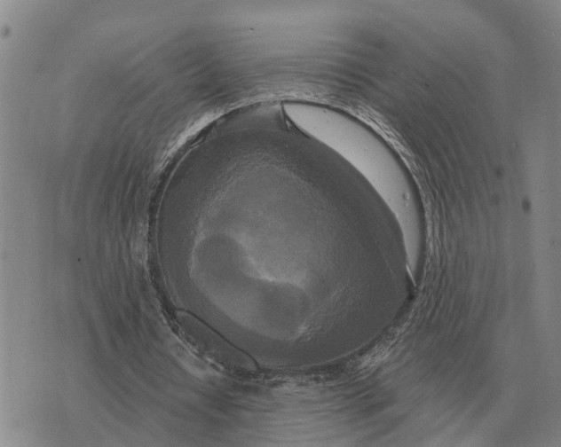 X0000072540434200608041626