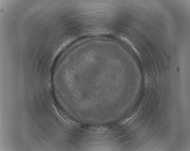 X0000072540443200608041626