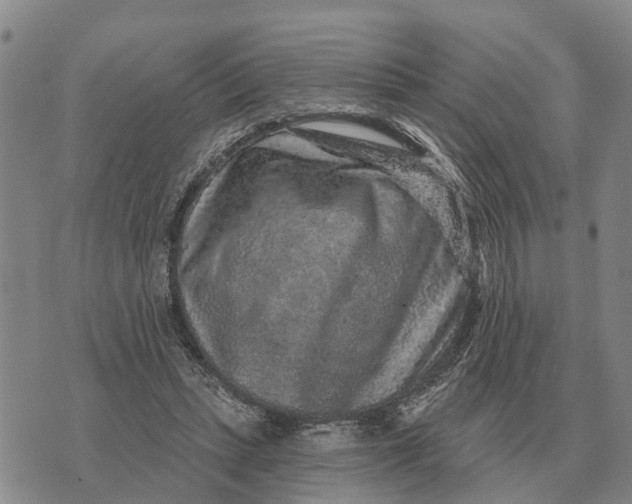 X0000072540447200608041626