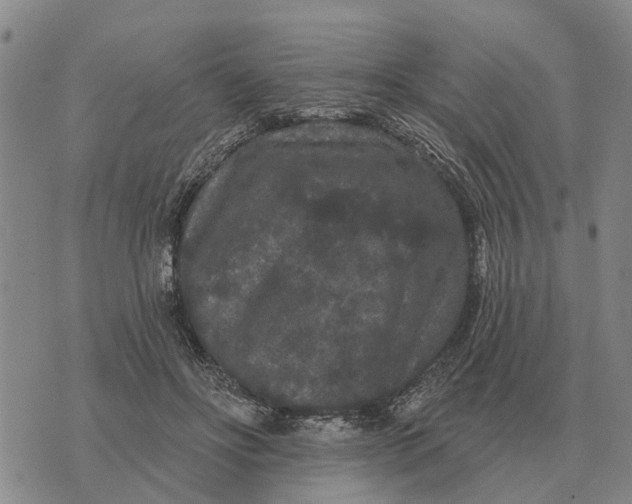 X0000072540502200608041626