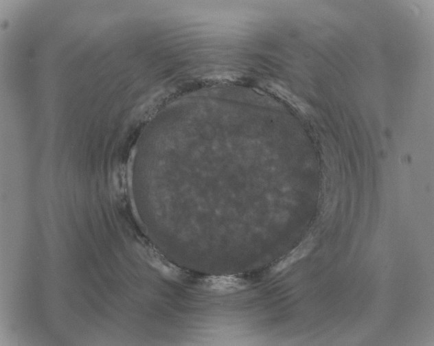 X0000072540528200608041625