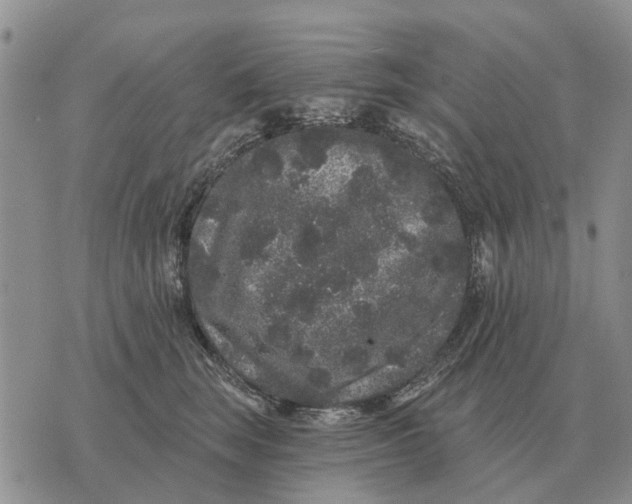 X0000072540663200608041624