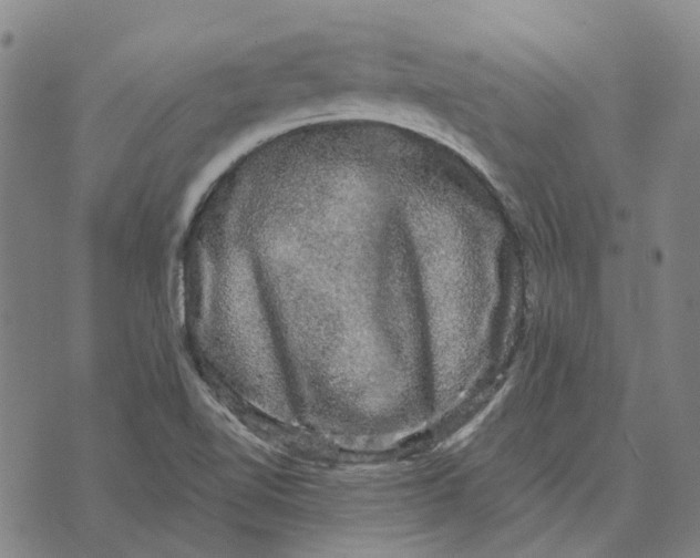 X0000072541510200608041609