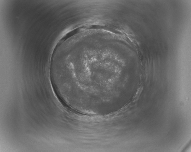 X0000072540003200608111825