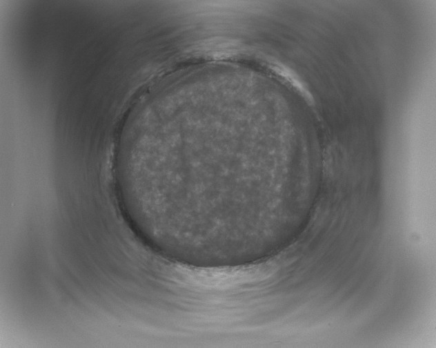 X0000072540018200608111825