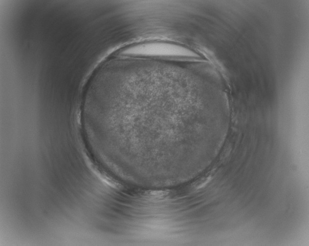 X0000072540060200608111823