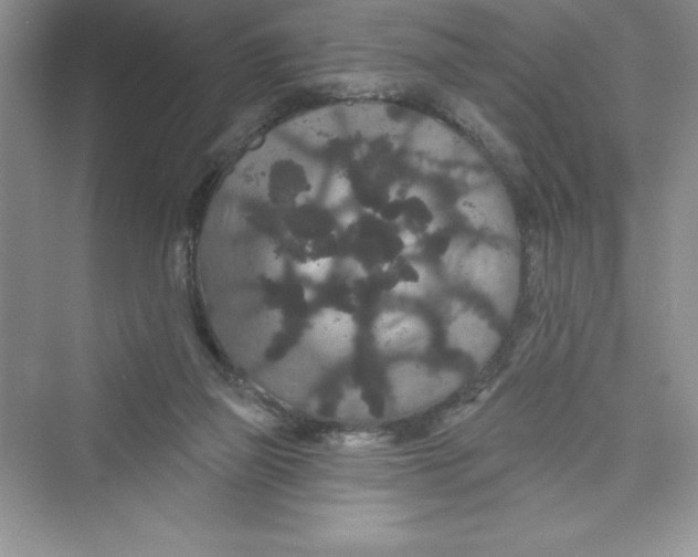 X0000072540165200608111822