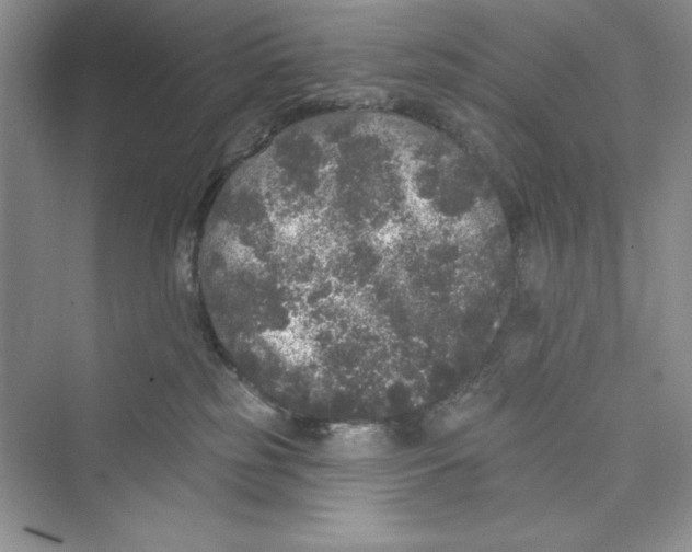 X0000072540185200608111822