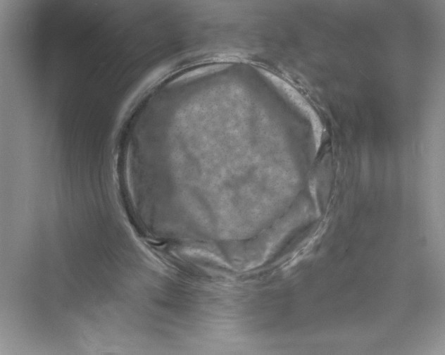 X0000072540197200608111821