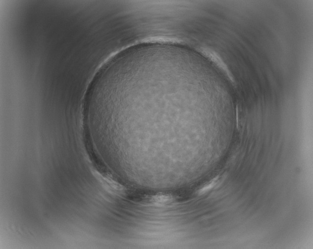 X0000072540204200608111821