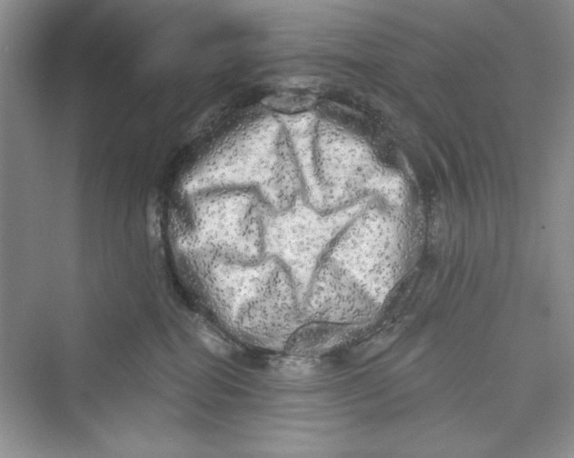 X0000072540282200608111821