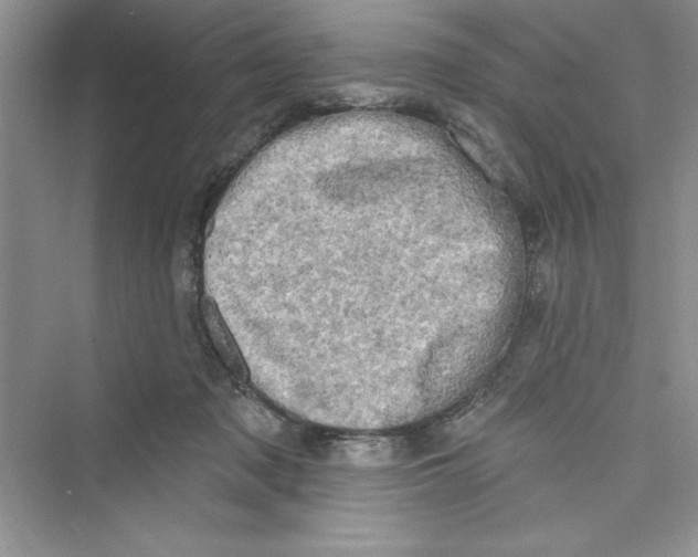 X0000072540317200608111819