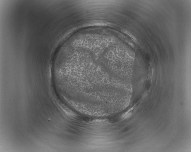 X0000072540350200608111819