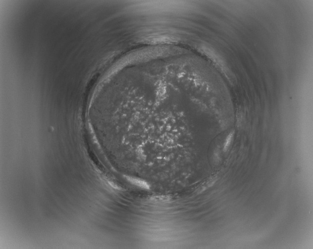 X0000072540353200608111819