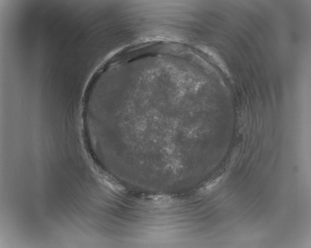 X0000072540395200608111818