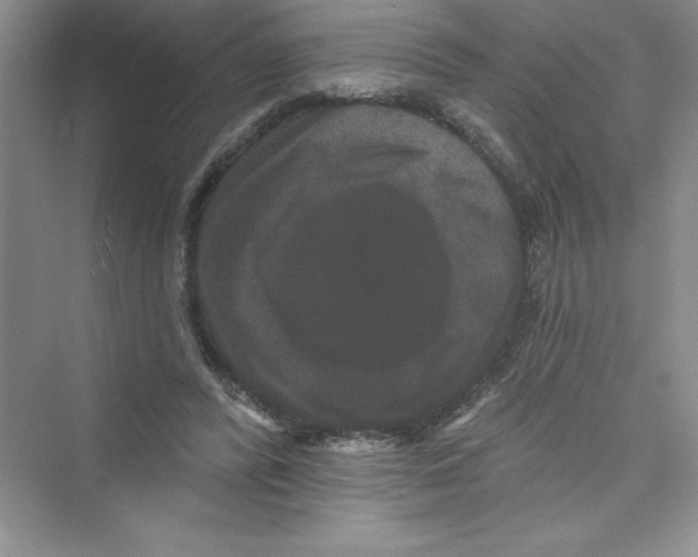 X0000072540400200608111818