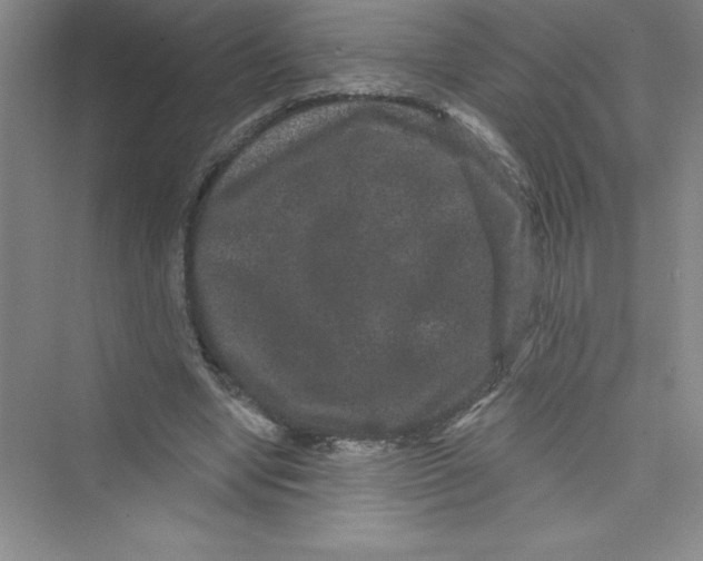 X0000072540442200608111817