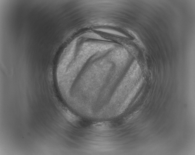 X0000072540447200608111817