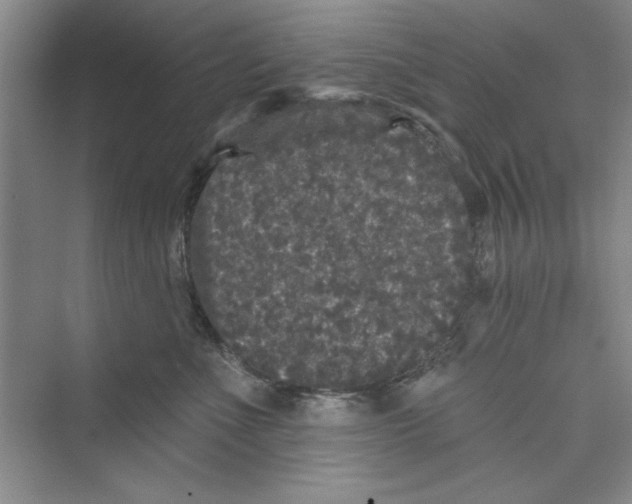 X0000072540523200608111816