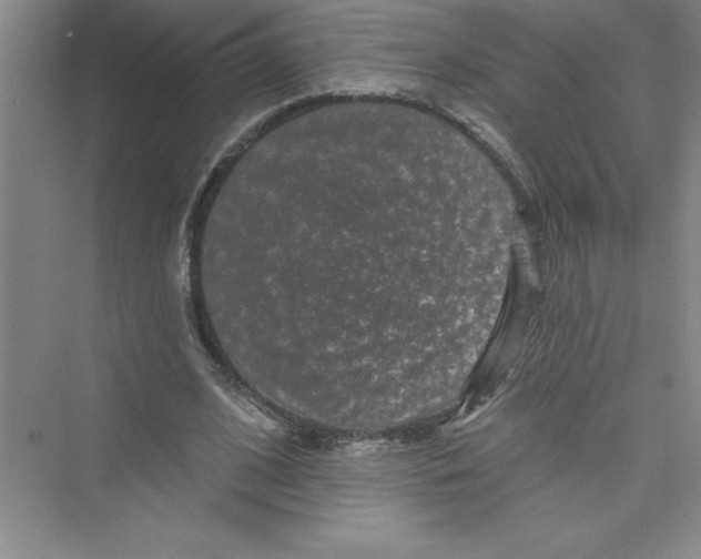 X0000072540584200608111815