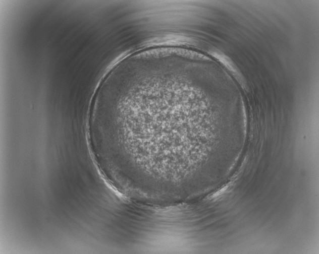 X0000072540850200608111811