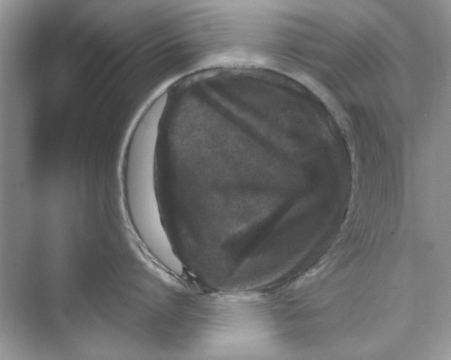 X0000072540864200608111811