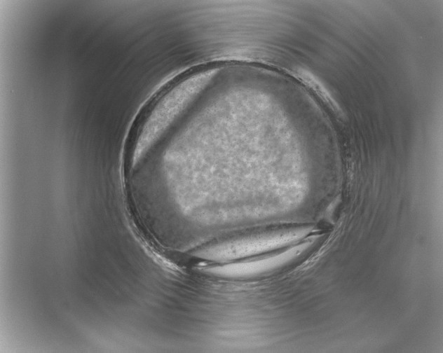 X0000072540884200608111810