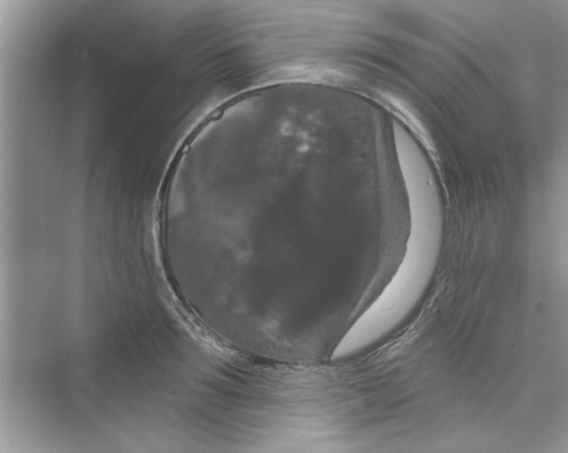 X0000072540899200608111810