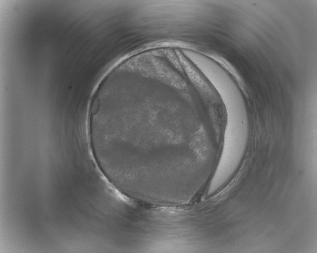 X0000072540910200608111809