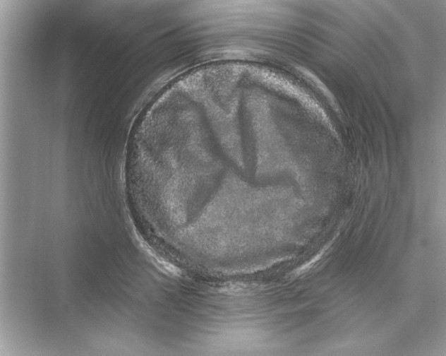 X0000072540938200608111809