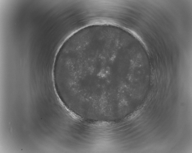 X0000072540943200608111809