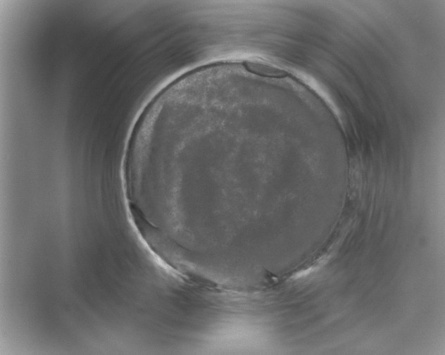 X0000072540959200608111809