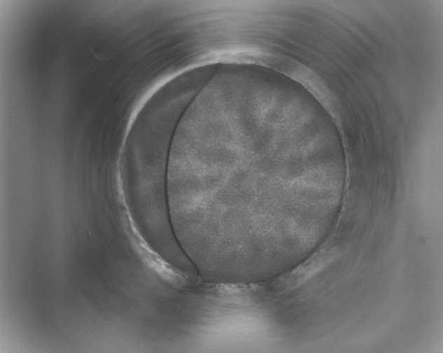 X0000072540960200608111809