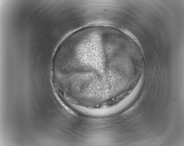 X0000072540989200608111808