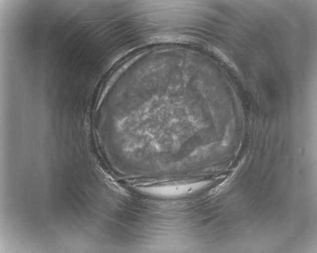 X0000072541025200608111807