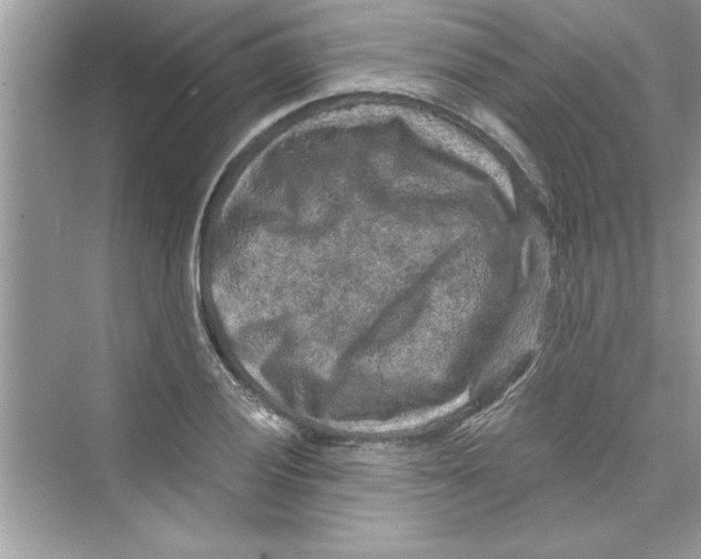 X0000072541028200608111807