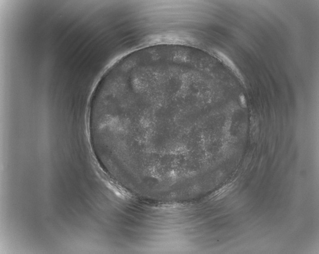 X0000072541035200608111807