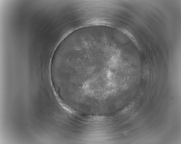 X0000072541039200608111807