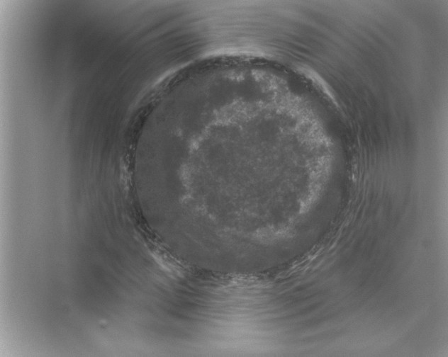 X0000072541064200608111807