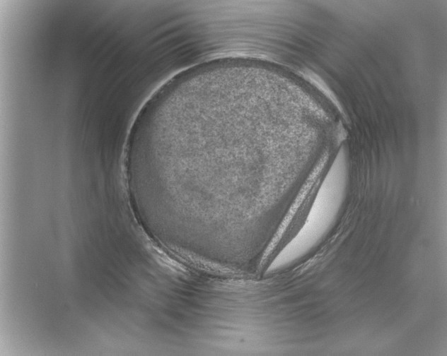 X0000072541068200608111807