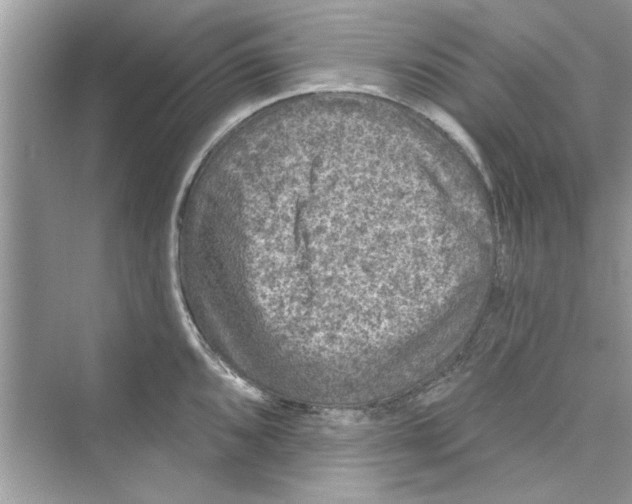 X0000072541096200608111806