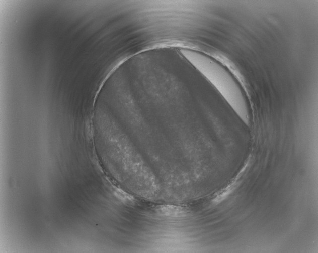 X0000072541097200608111806