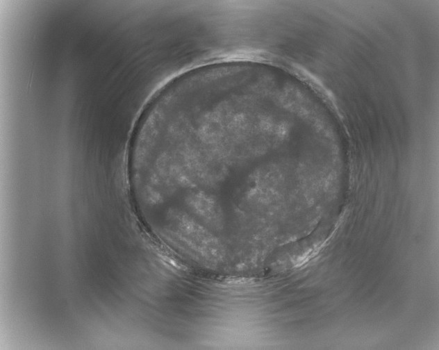 X0000072541174200608111805