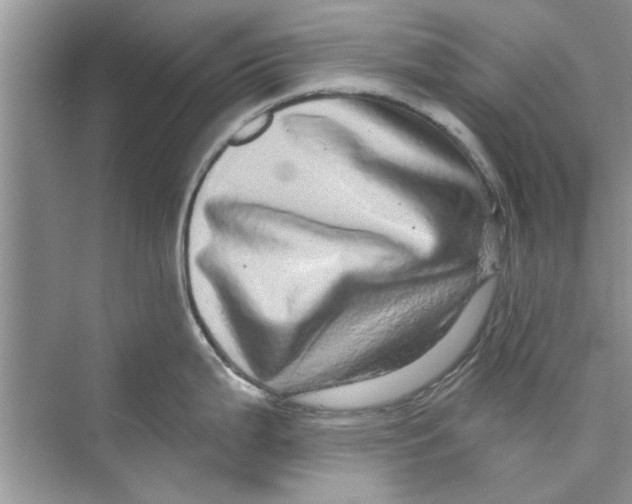 X0000072541199200608111805