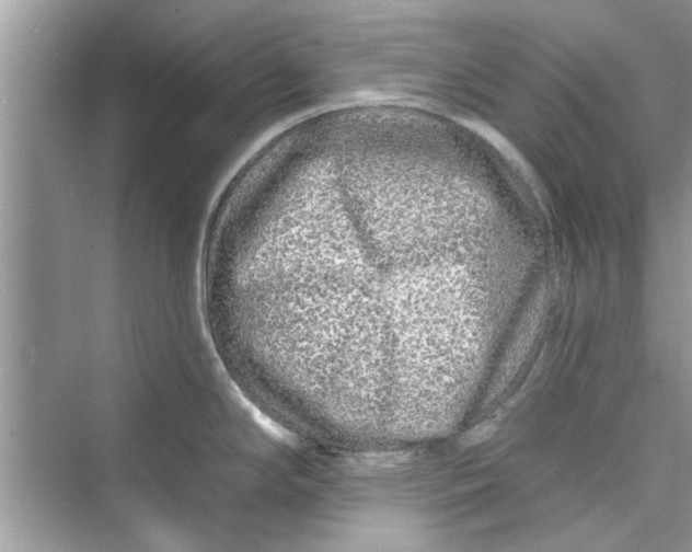 X0000072541294200608111803